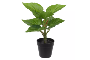 A.C.N.P REAL TOQUE C/ POTE X8 VERDE 30CM REF-43244004