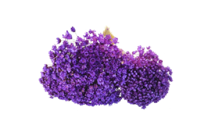 SEMPRE VIVA DESIDRATADO LAVANDA 40CM REF-60949