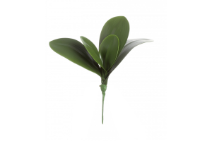 FOLHA DE ORQUIDEA VERDE REF-29333004