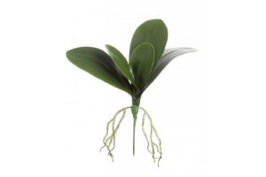 FOLHA ORQUIDEA C/RAIZ VERDE REF-50961004