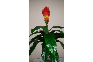 A. BROMELIA REAL TOQUE X18 VERDE 91XM REF-36453001