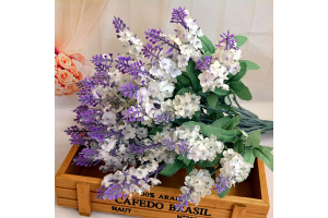 BQ LAVANDA X10 CREME REF-19651010