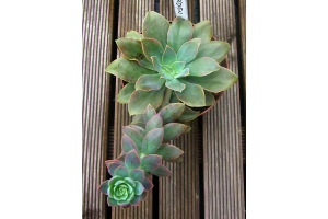 PICK SUCULENTA ECHEVEIRA VERDE REF-50248-004