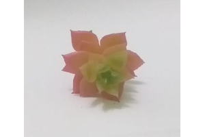 PICK SUCULENTA JADE ROSA REF-50252-018
