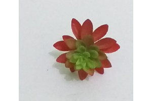 PICK SUCULENTA SEDUN ROSA REF-50254-018