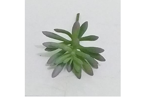 PICK SUCULENTA SEDUN AZUL REF-50251-001