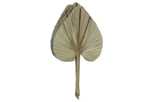 C.FOLHA LATANIA DESIDRATADA C/3 UNI. NATU REF-43250001