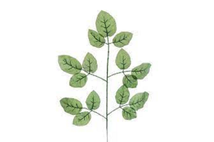 HT FOLHA ROSEIRA VERDE REF-15720-004