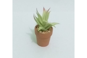 ARRANJO SUCULENTA SORTIDO